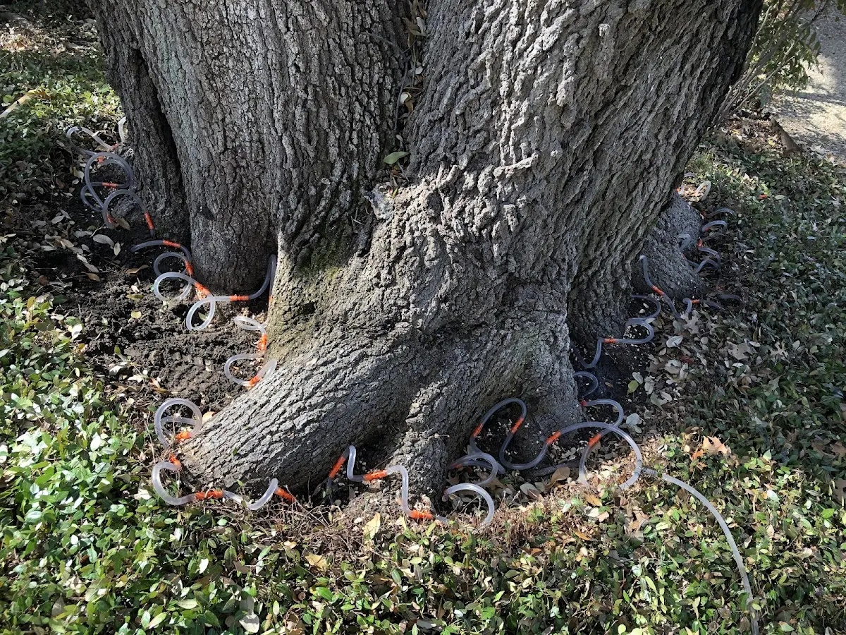 Detailed Tree Cabling and Bracing job site in Table Grove
