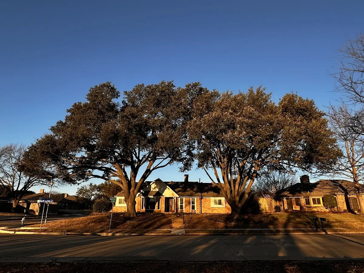 Established residential canopy tree shading a home in Table Grove